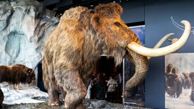 Syntetyczny mamut włochaty i prawdziwy wół piżmowy zajmują wystawę lodową w Bell Museum w Falcon Heights w Minnesocie we wtorek, 26 czerwca 2018 r. Futro mamuta jest robione przez tę samą firmę, która stworzyła kostium gwiazdy.  Postać z wojen Chewbacca.  Evan Mróz |  Aktualności
